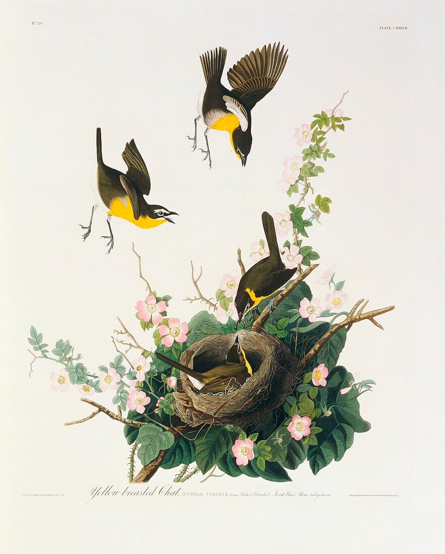 Yellow-breasted chat,artwork