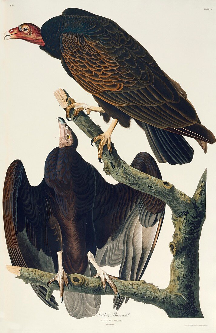 Two turkey vultures,artwork