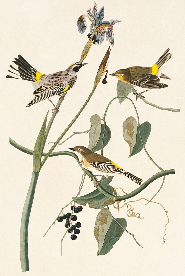 Yellow-rumped warbler,artwork