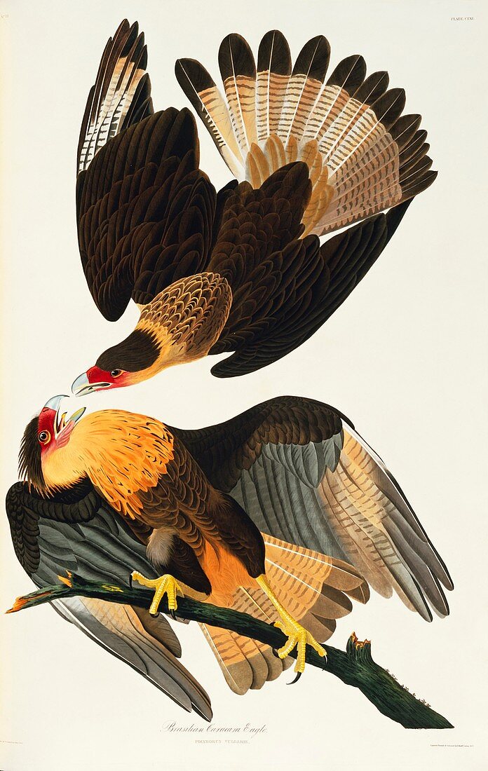 Crested caracara birds,artwork