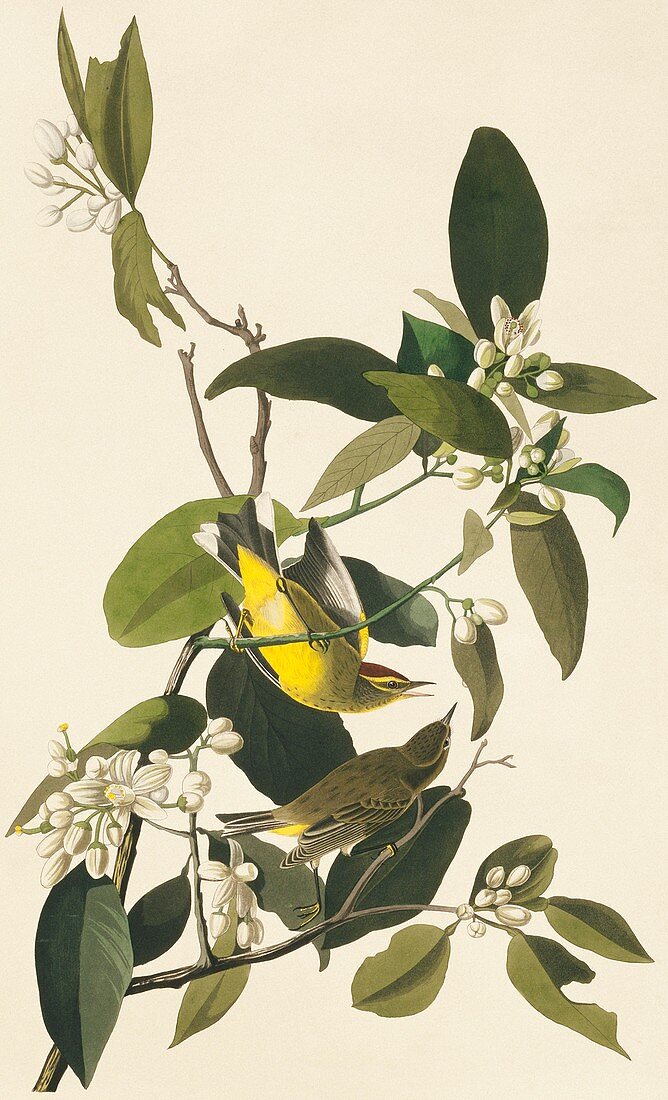 Palm warbler,artwork
