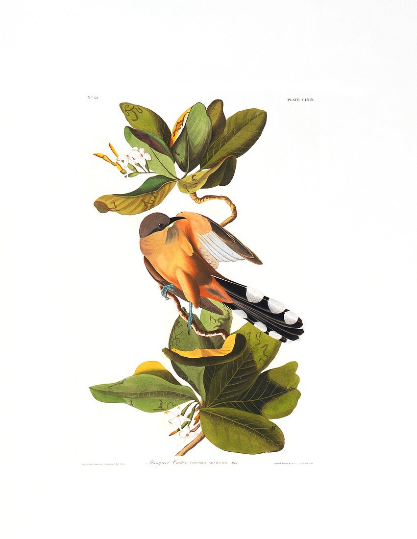 Mangrove Cuckoo,artwork