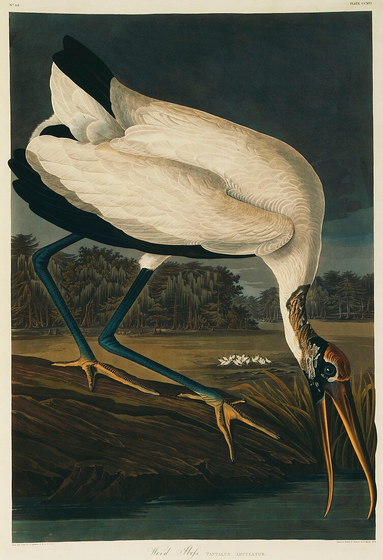 Wood Stork,artwork