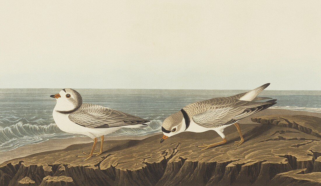 Piping plover,artwork