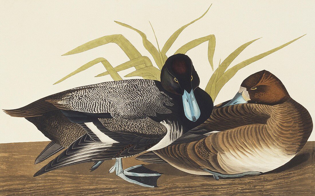 Greater scaup,artwork