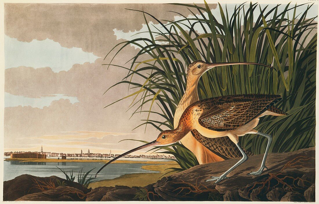 Long-billed curlew,artwork