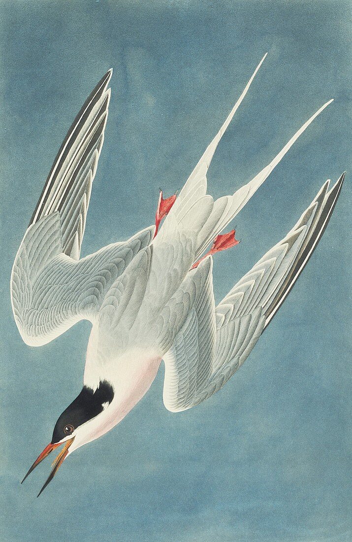 Roseate Tern,artwork