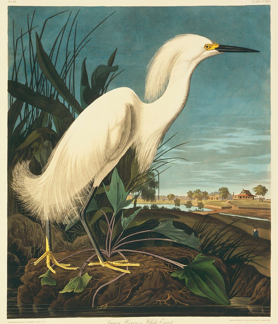 Snowy egret,artwork