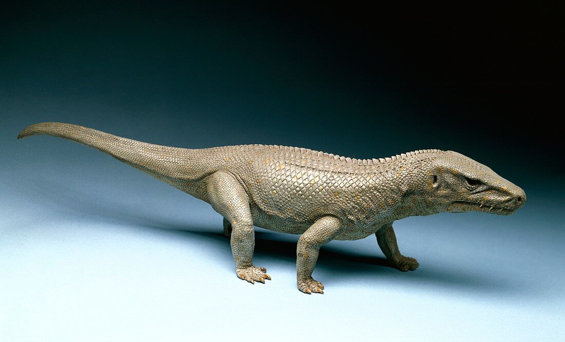 Euparkeria dinosaur model