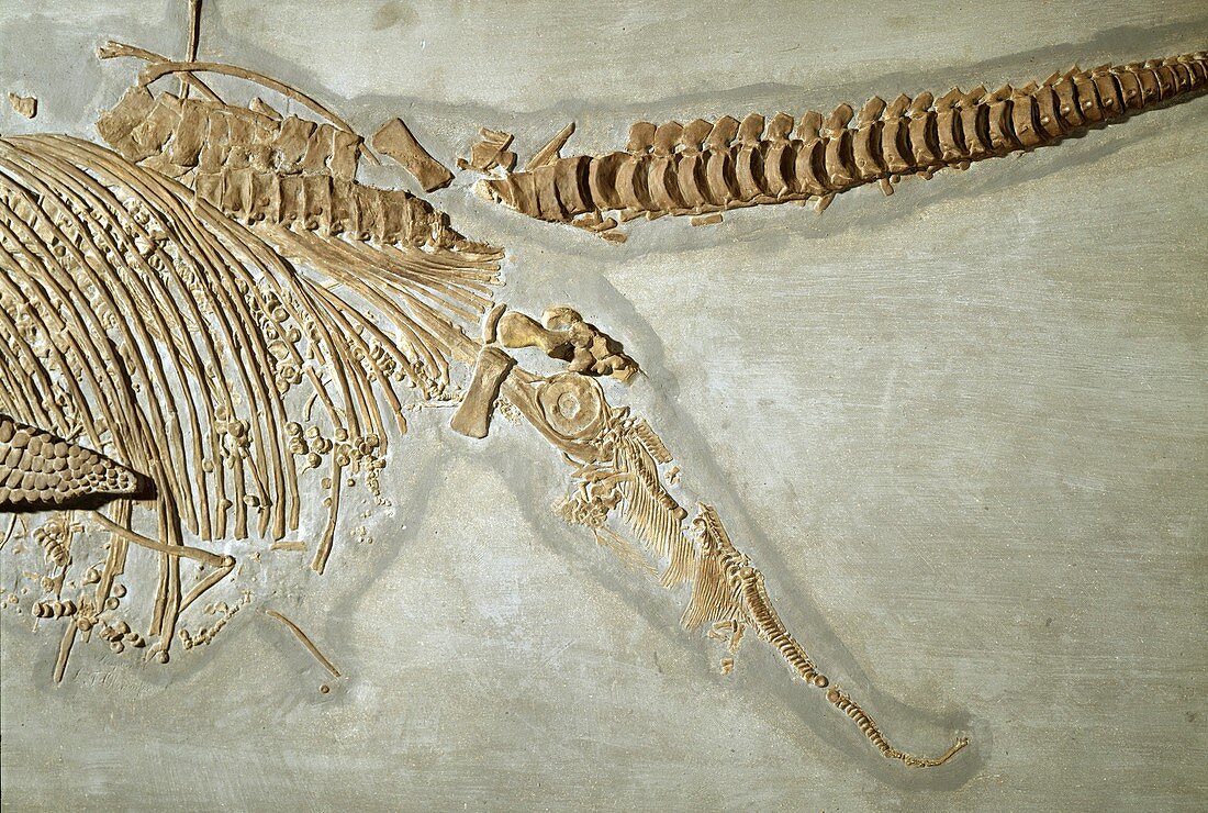 Pregnant Ichthyosaur fossil