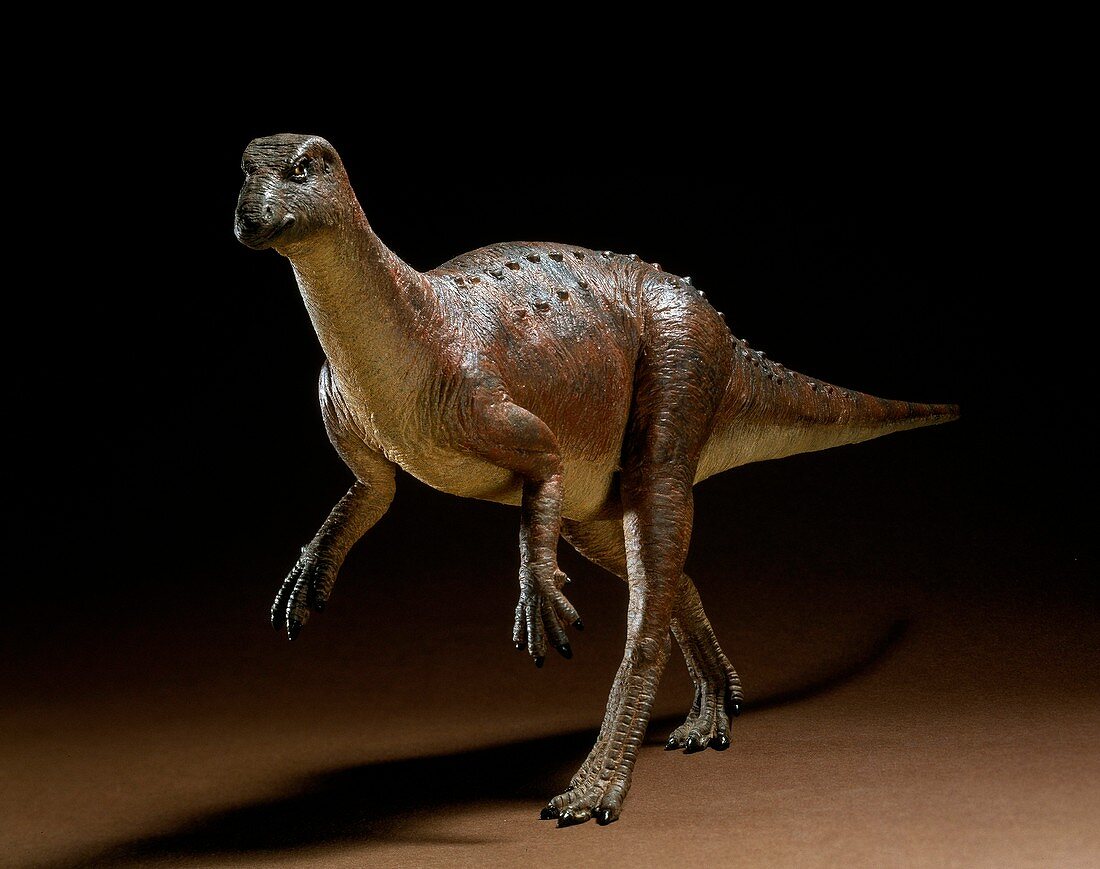 Hypsilophodon dinosaur model