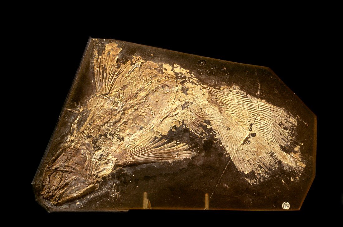 Latimeria coelacanth fish fossil