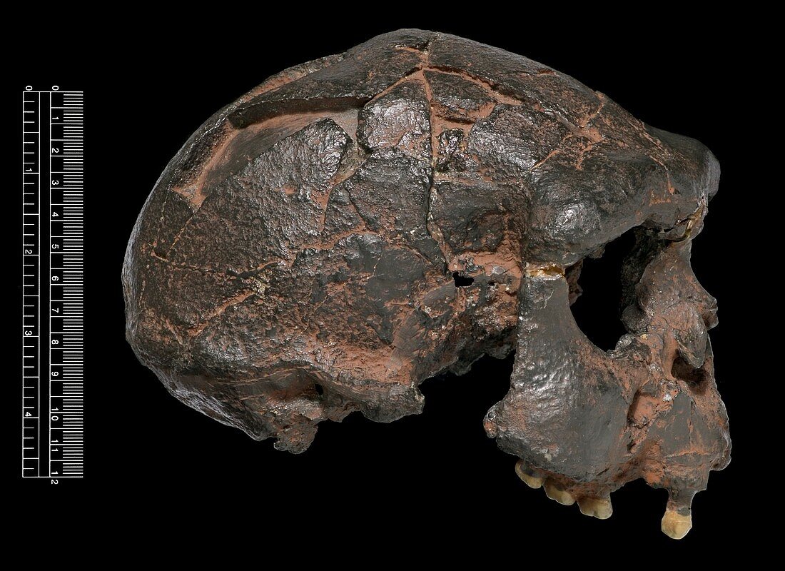 Homo erectus skull (Sangiran 17)