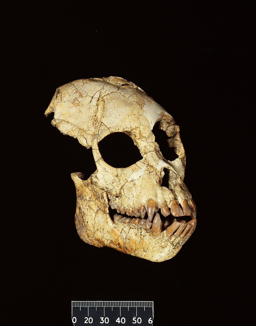 Proconsul africanus skull