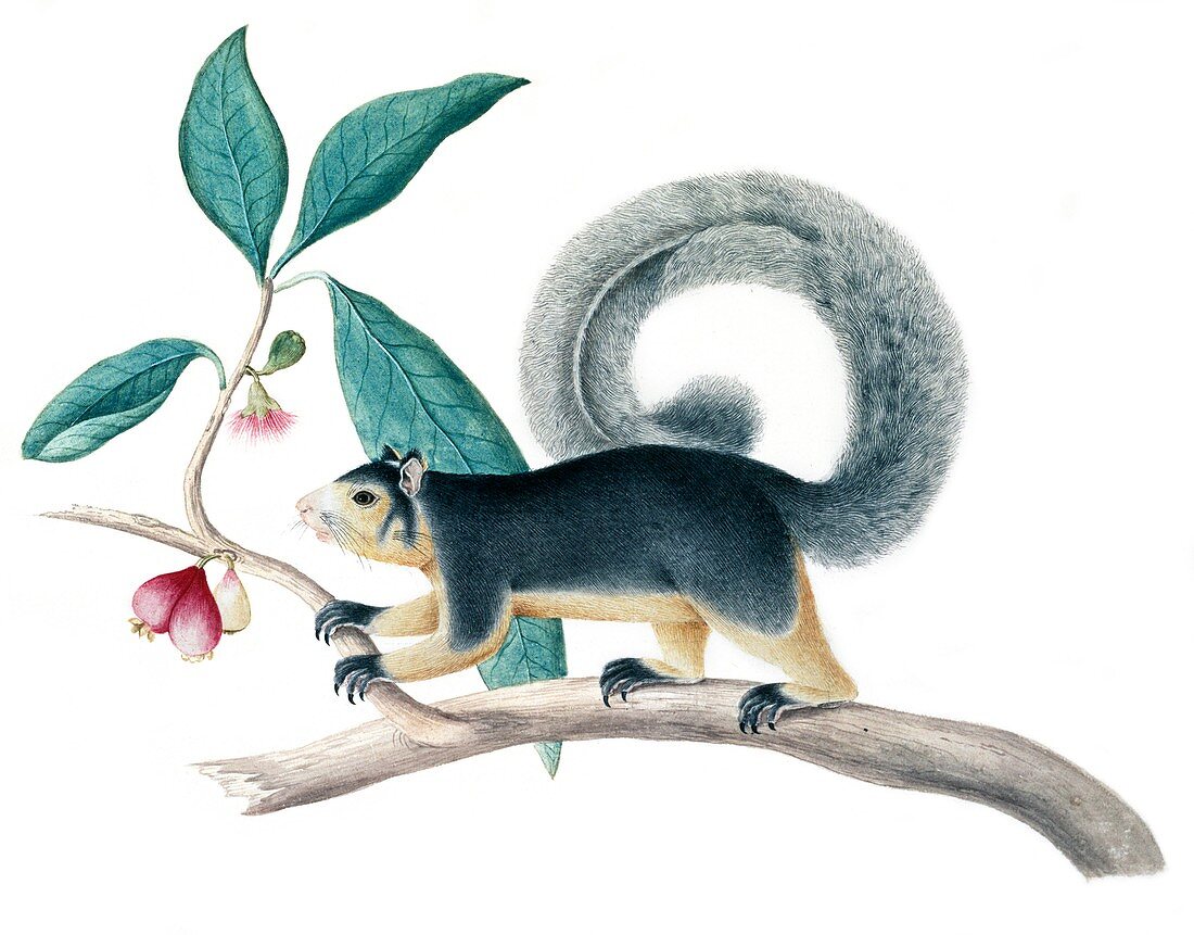 Long-tailed squirrel,artwork