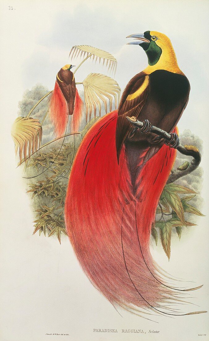 Raggiana Bird of Paradise,artwork