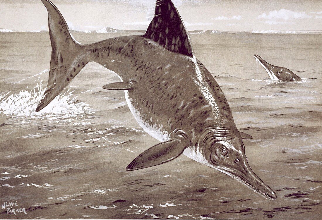 Ichthyosaurus,artwork