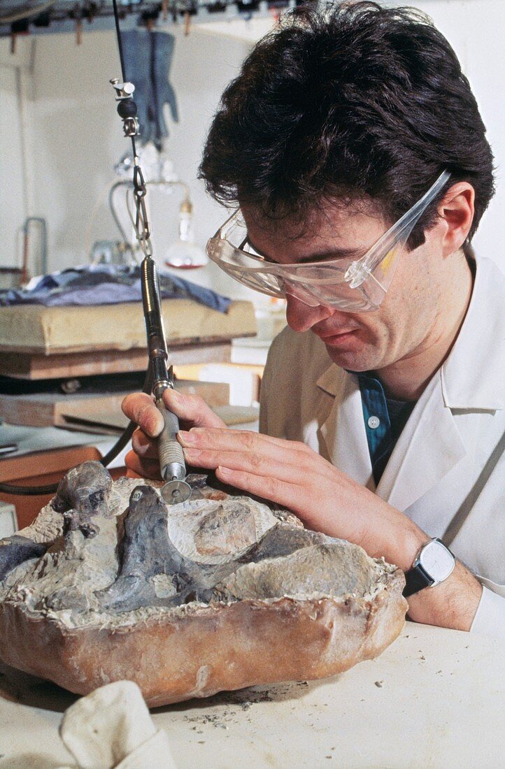 Baryonyx fossil laboratory work,1983