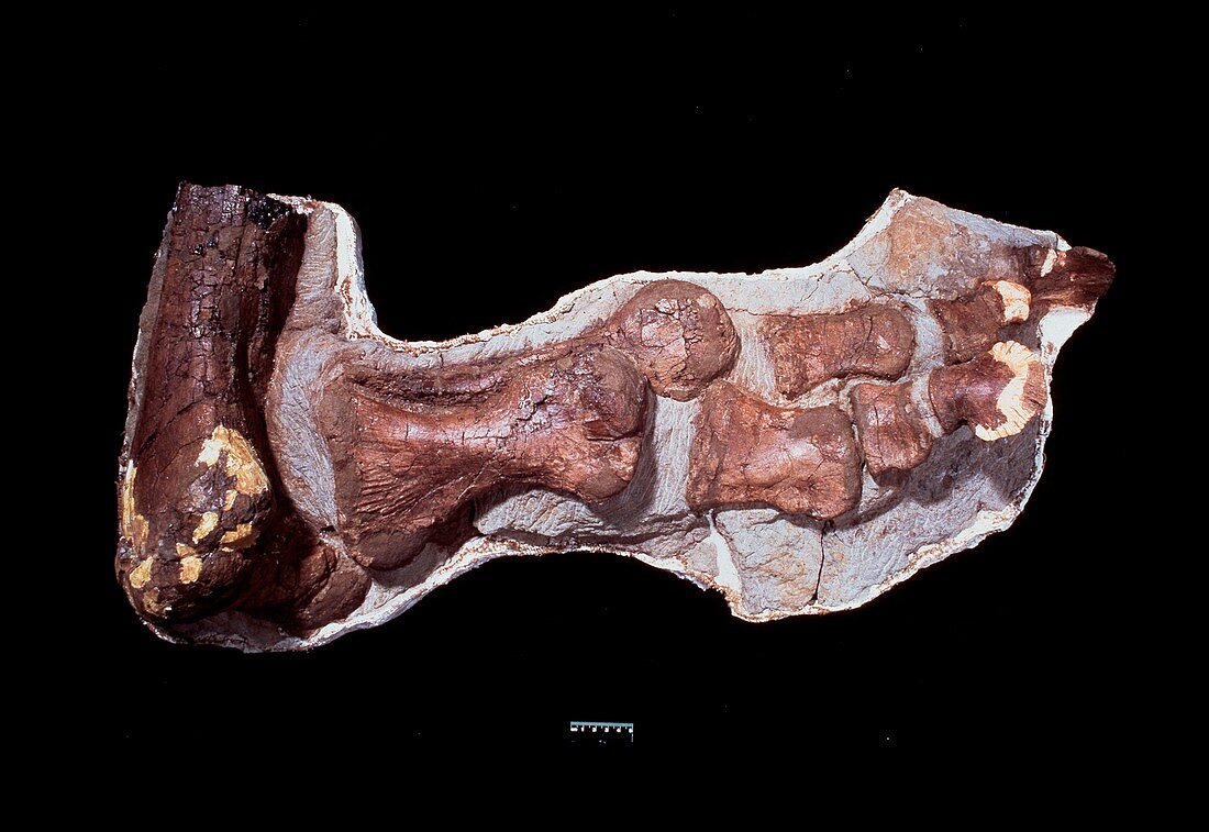 Edmontosaurus dinosaur foot fossil