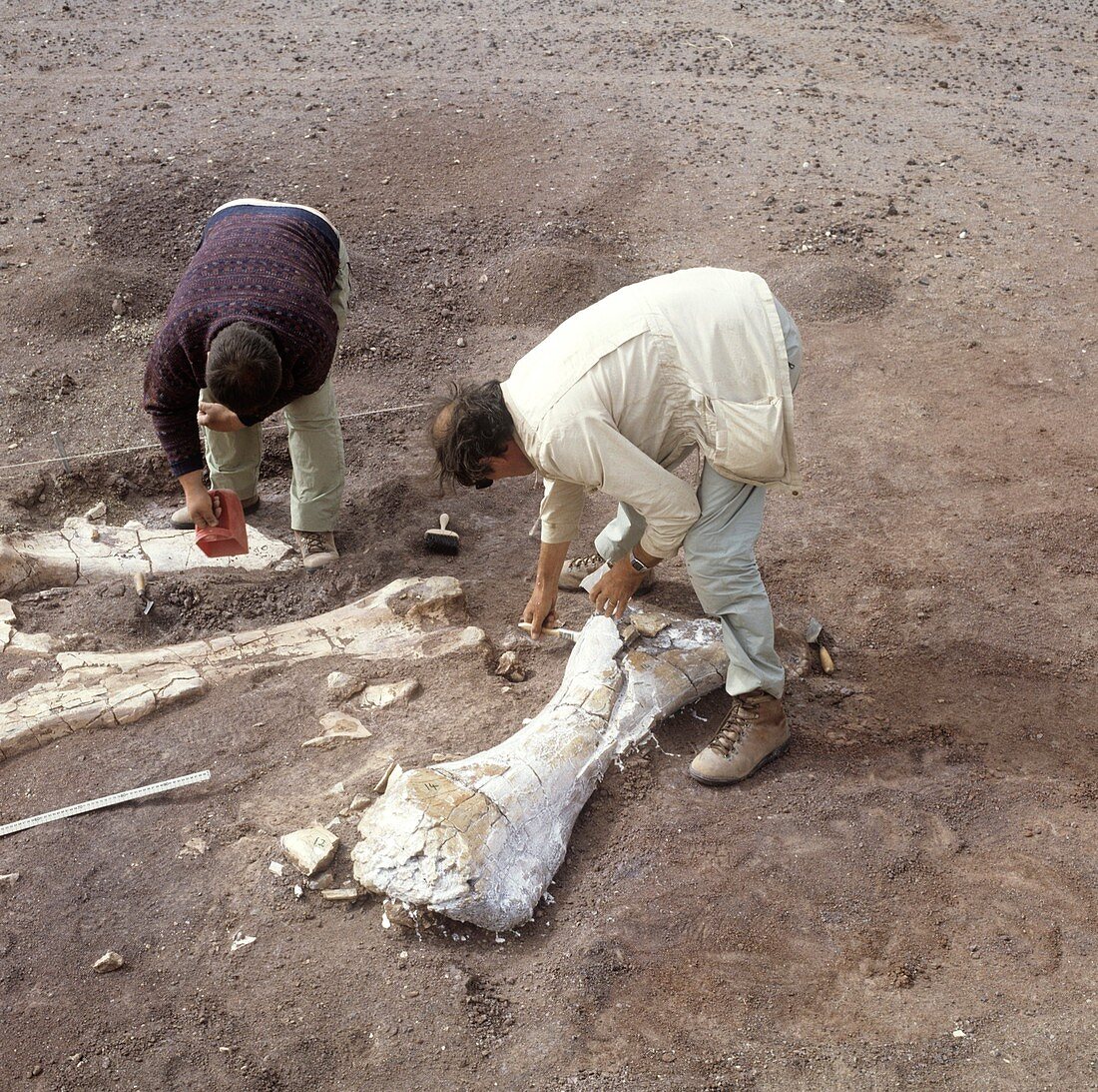 Rebbachisaurus fossil excavation,1988