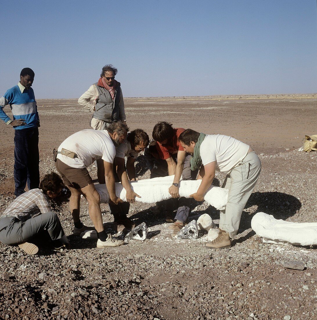 Niger fossil excavation,1988