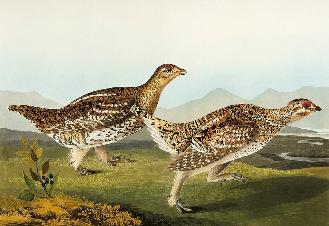 Sharp-tailed grouse,artwork