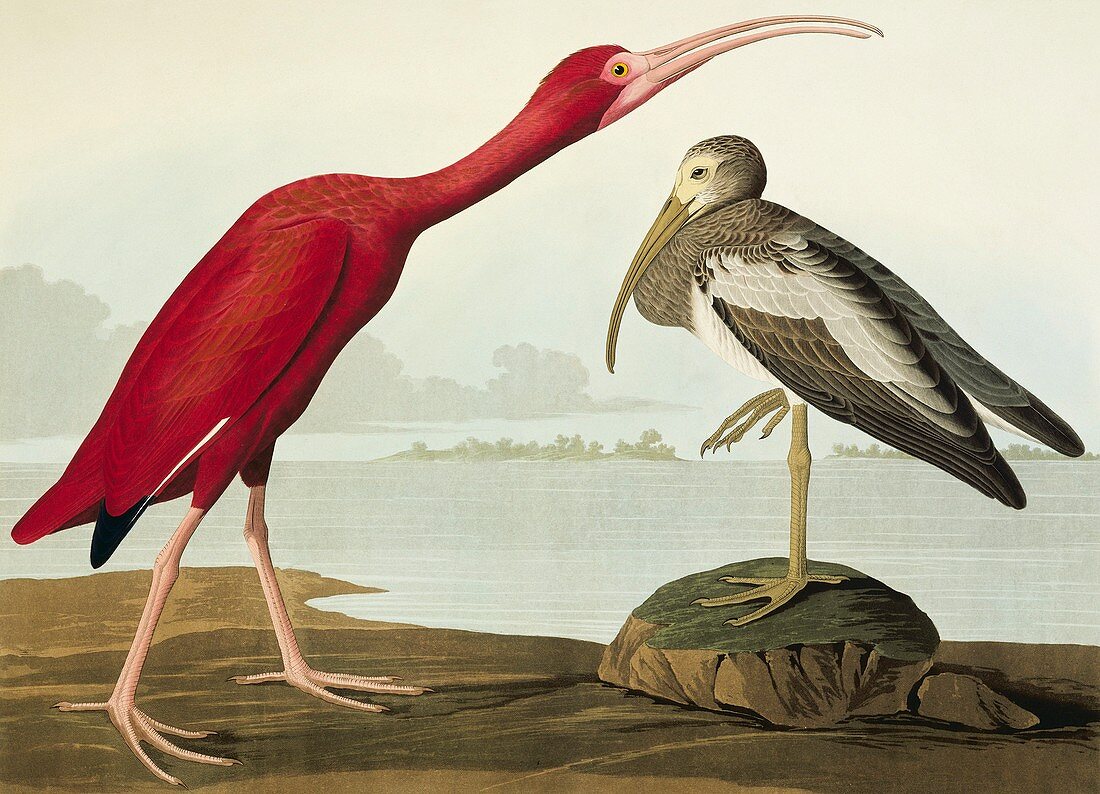 Scarlet Ibis,artwork