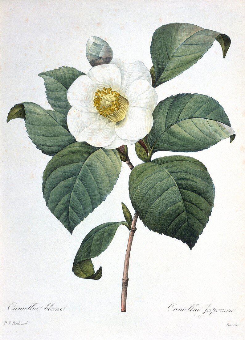 Camellia japonica flower,artwork