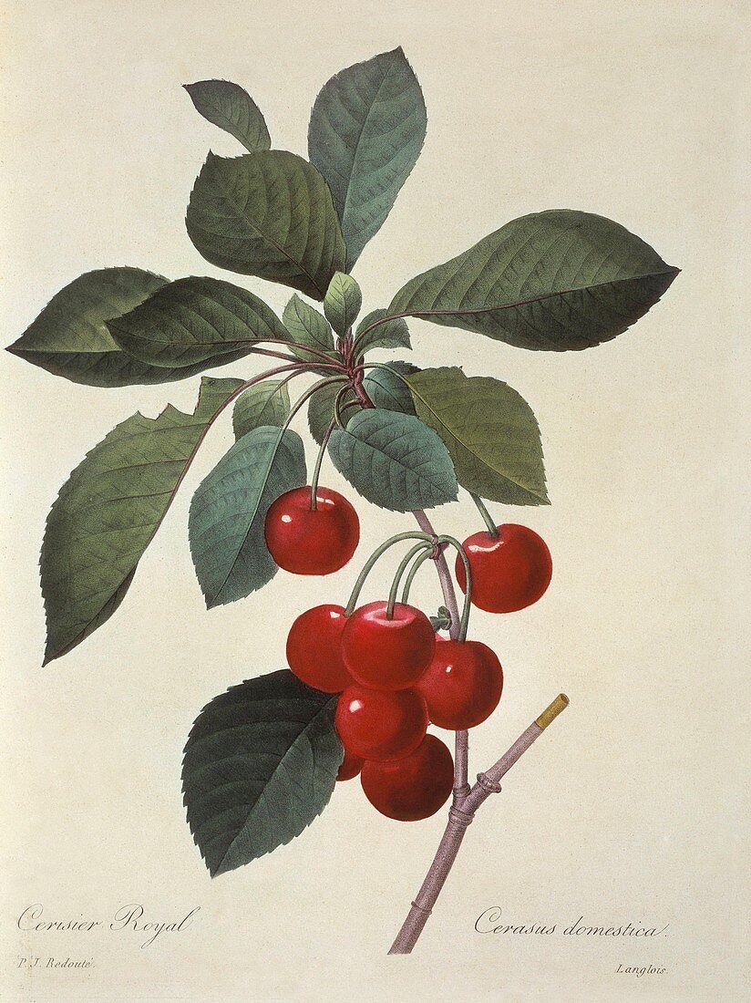 Sour cherries Prunus cerasus,artwork
