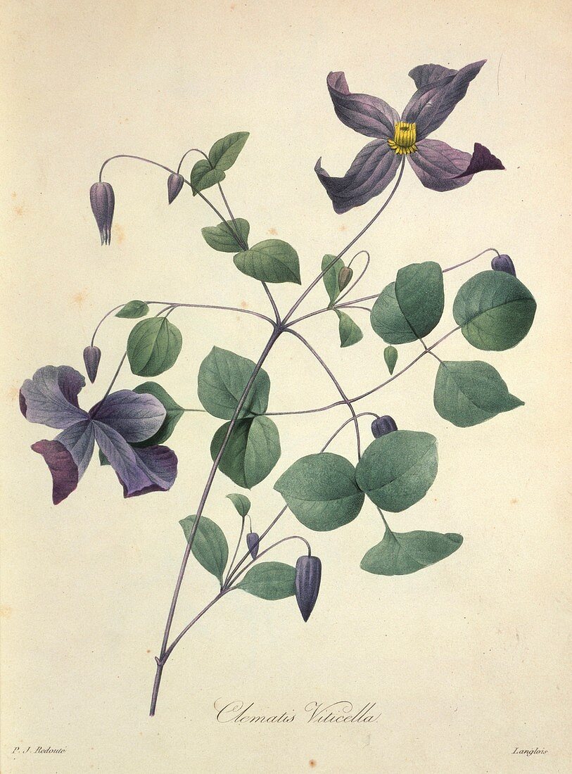 Clematis viticella flowers,artwork