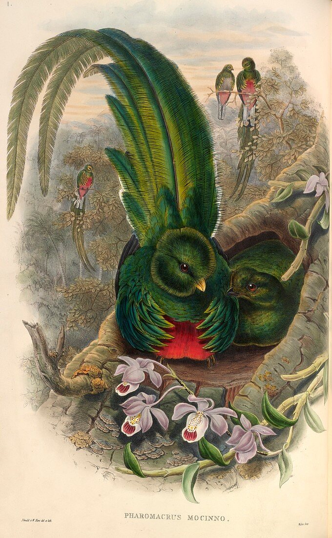 Resplendent quetzals,artwork