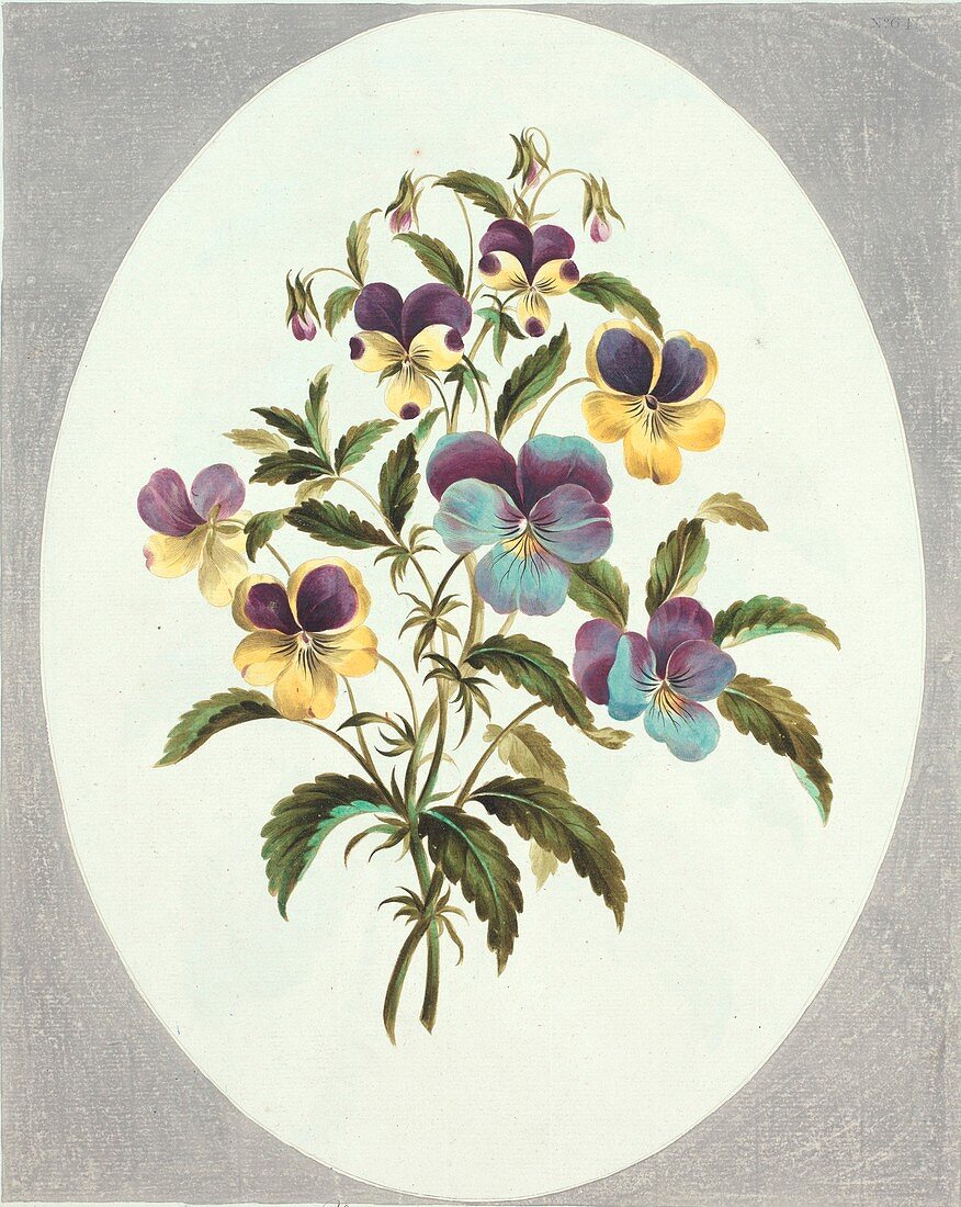 Viola flowers,artwork