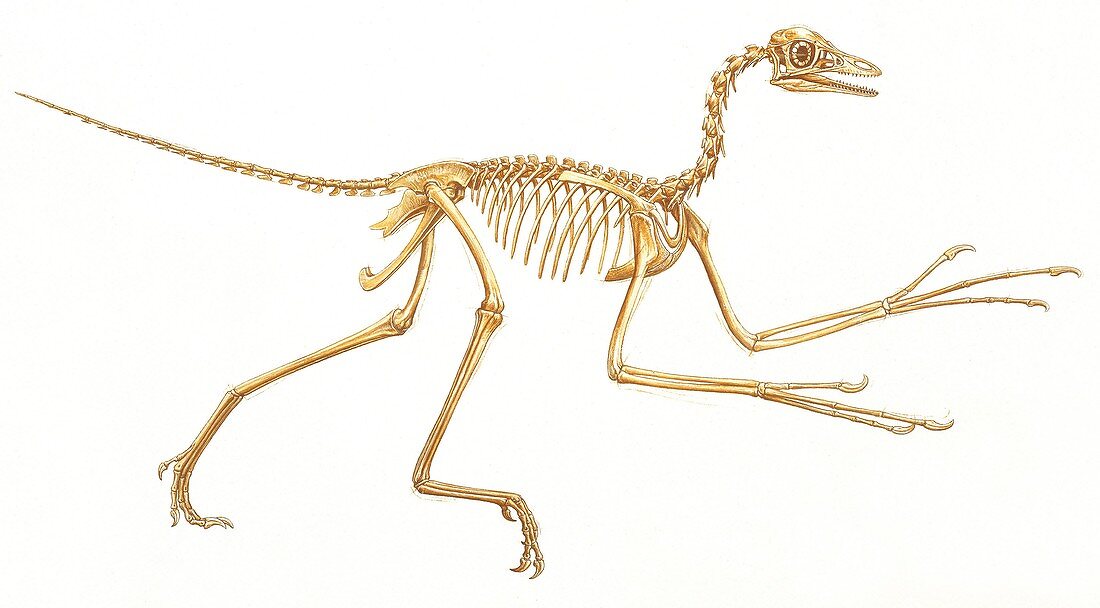 Archaeopteryx skeleton,artwork