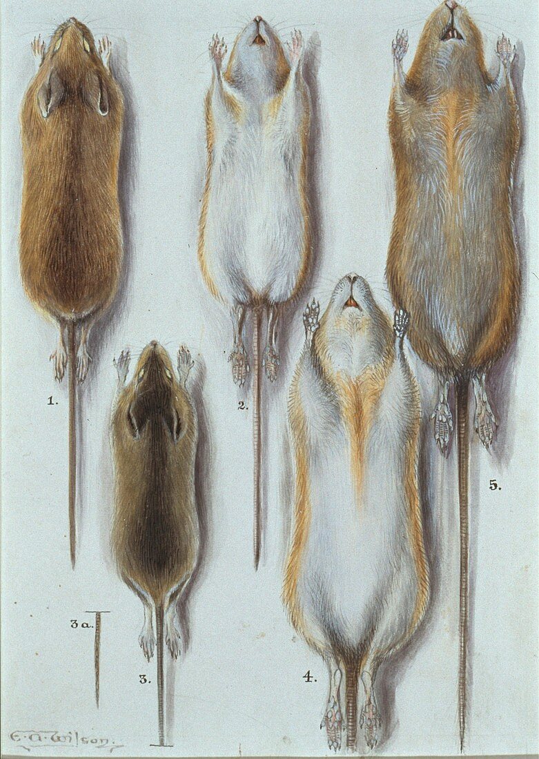 Long Tailed Field Mice,artwork