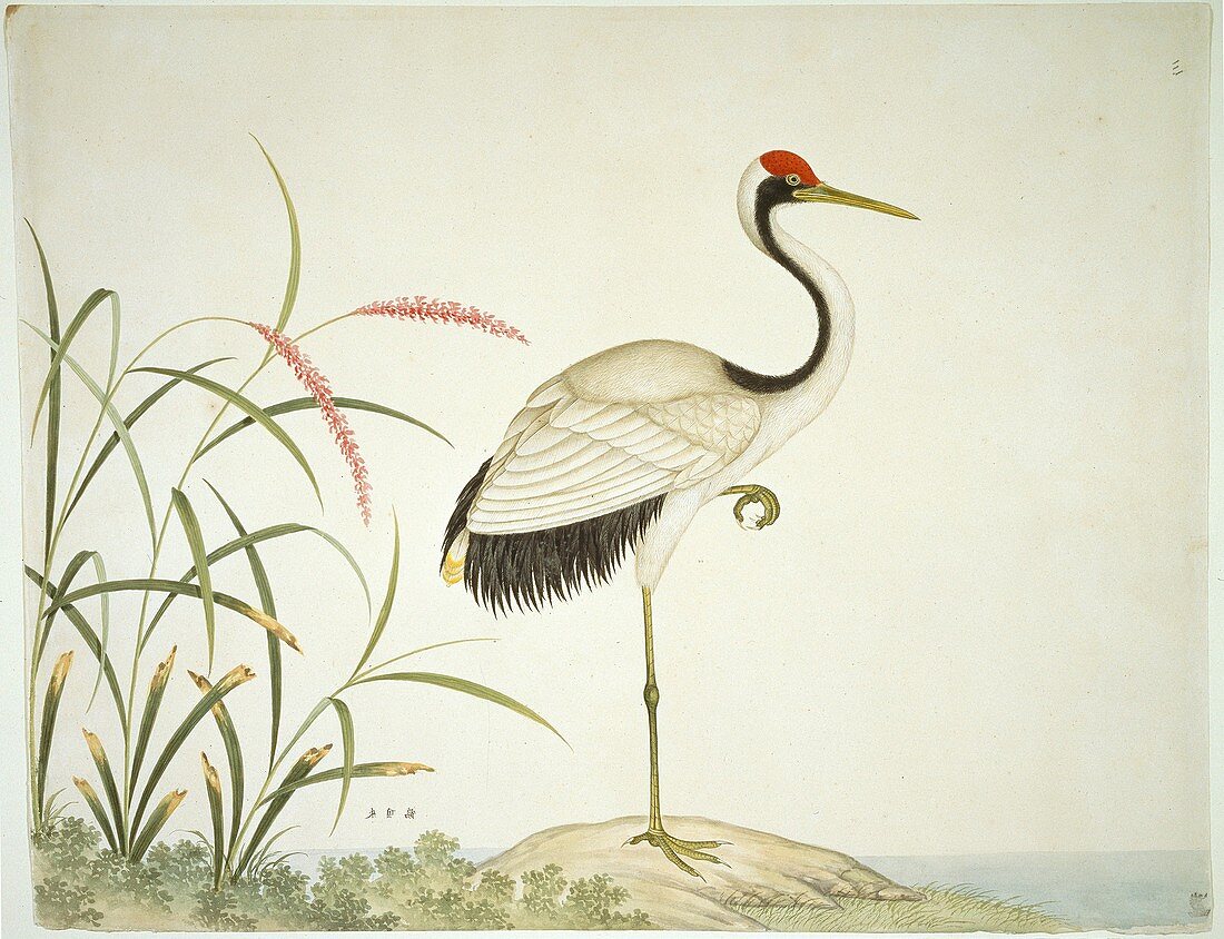 Red Crowned Crane,artwork
