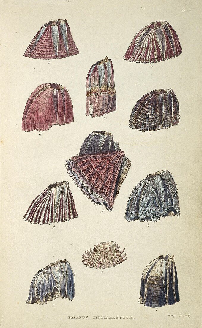 Balanidae barnacles,artwork