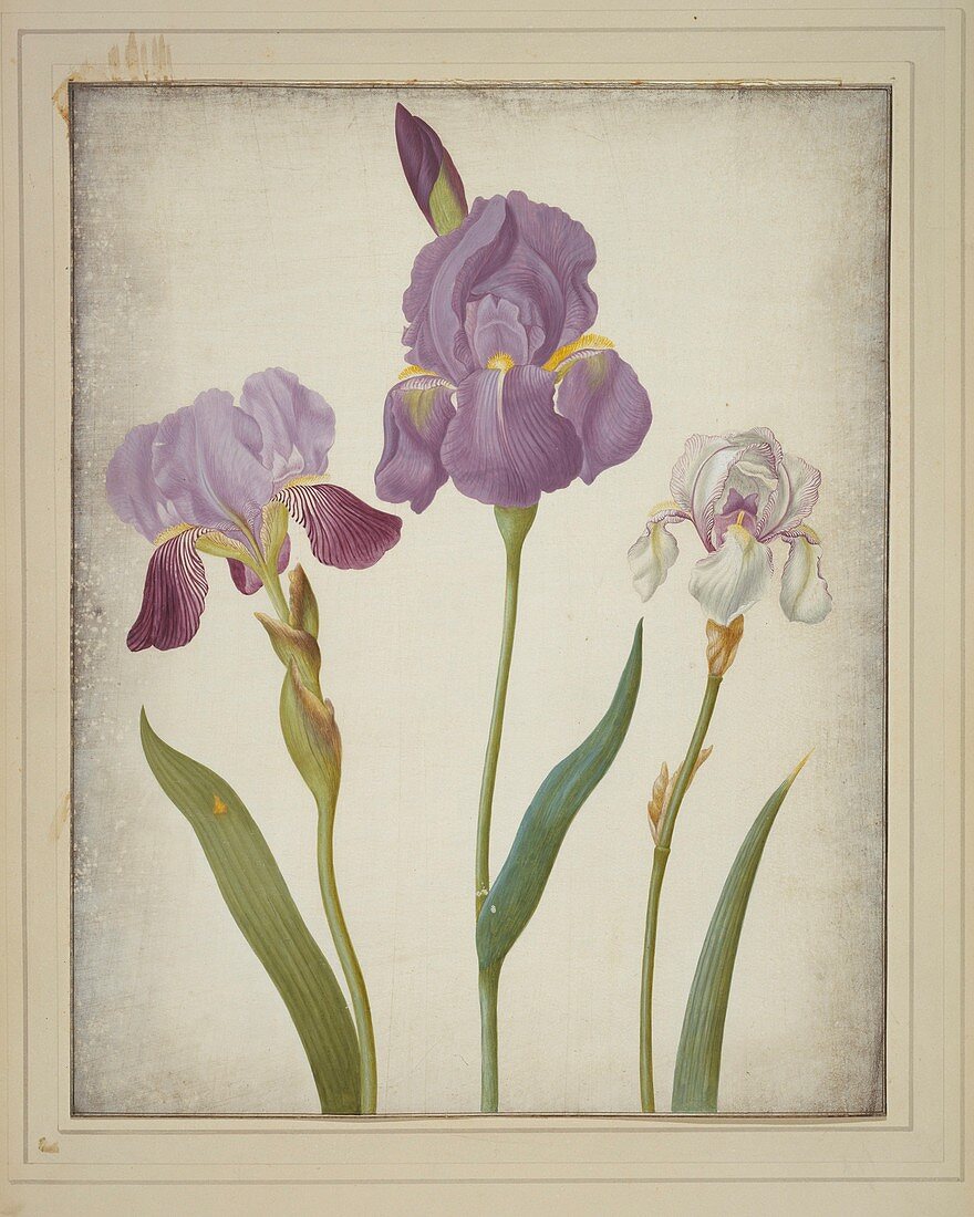 Iris germanica and pallida,artwork