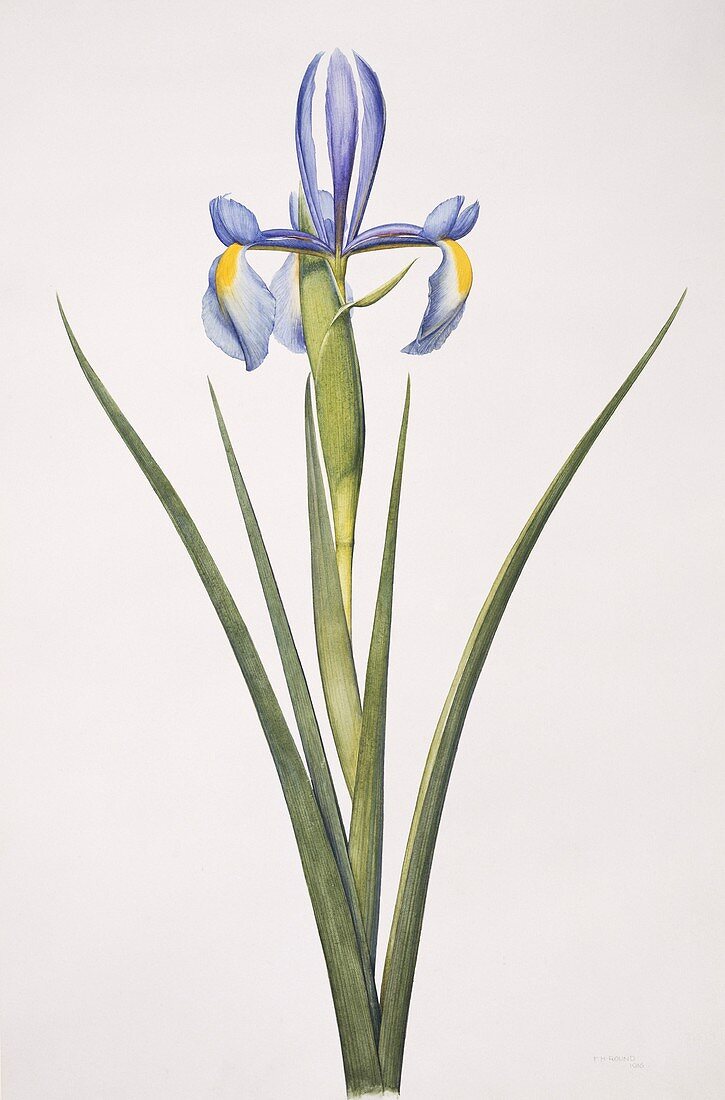 Iris flower,artwork