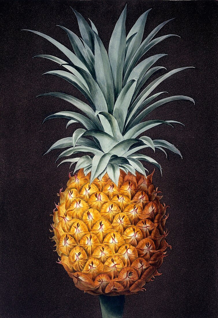 Pineapple Ananas comosus,artwork