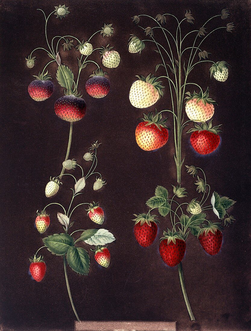Strawberry plant Fragaria sp,artwork