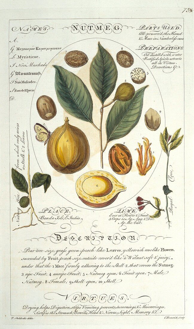 Nutmeg tree Myristica sp,artwork
