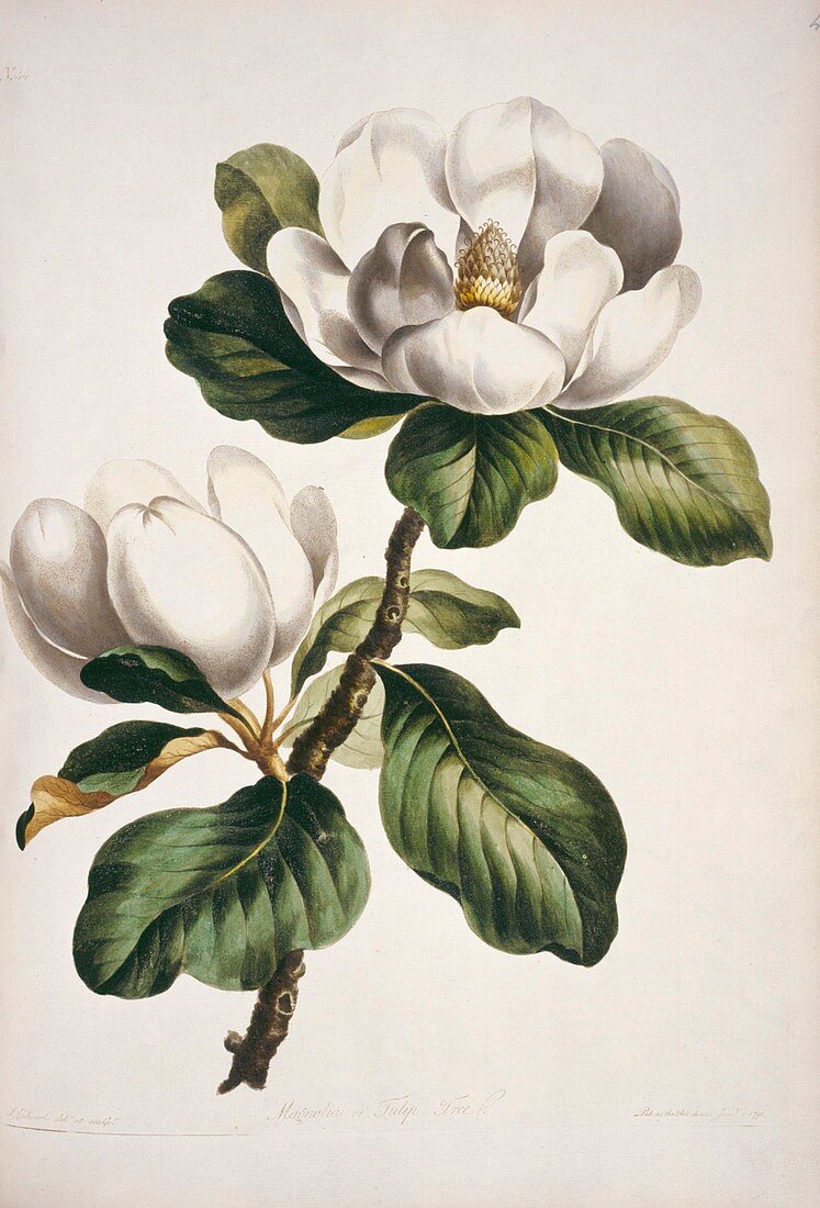 Magnolia flowers,artwork
