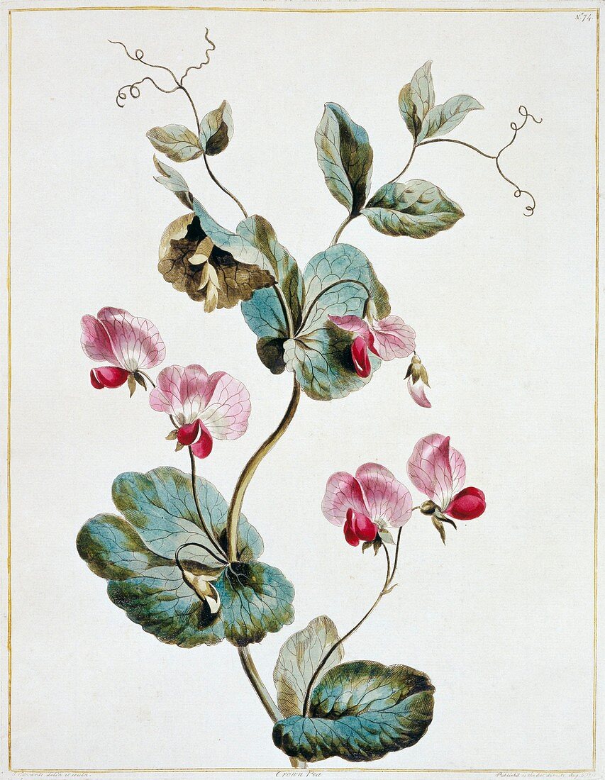 Crown pea Pisum sativum,artwork