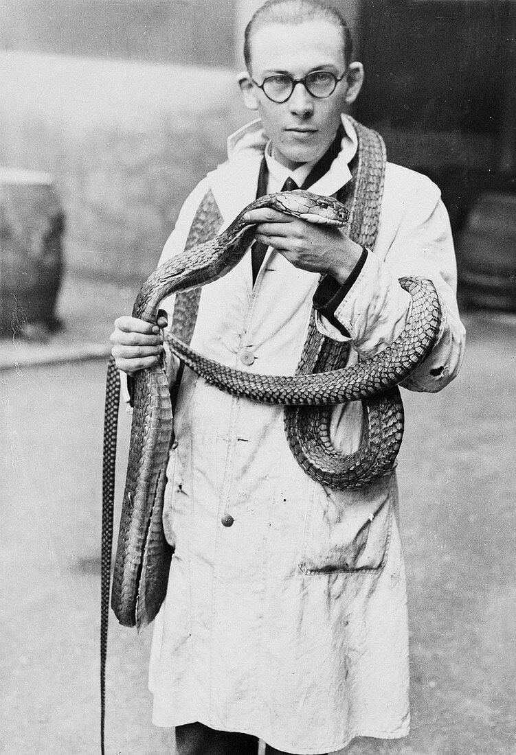Zoologist with king cobra,1930s