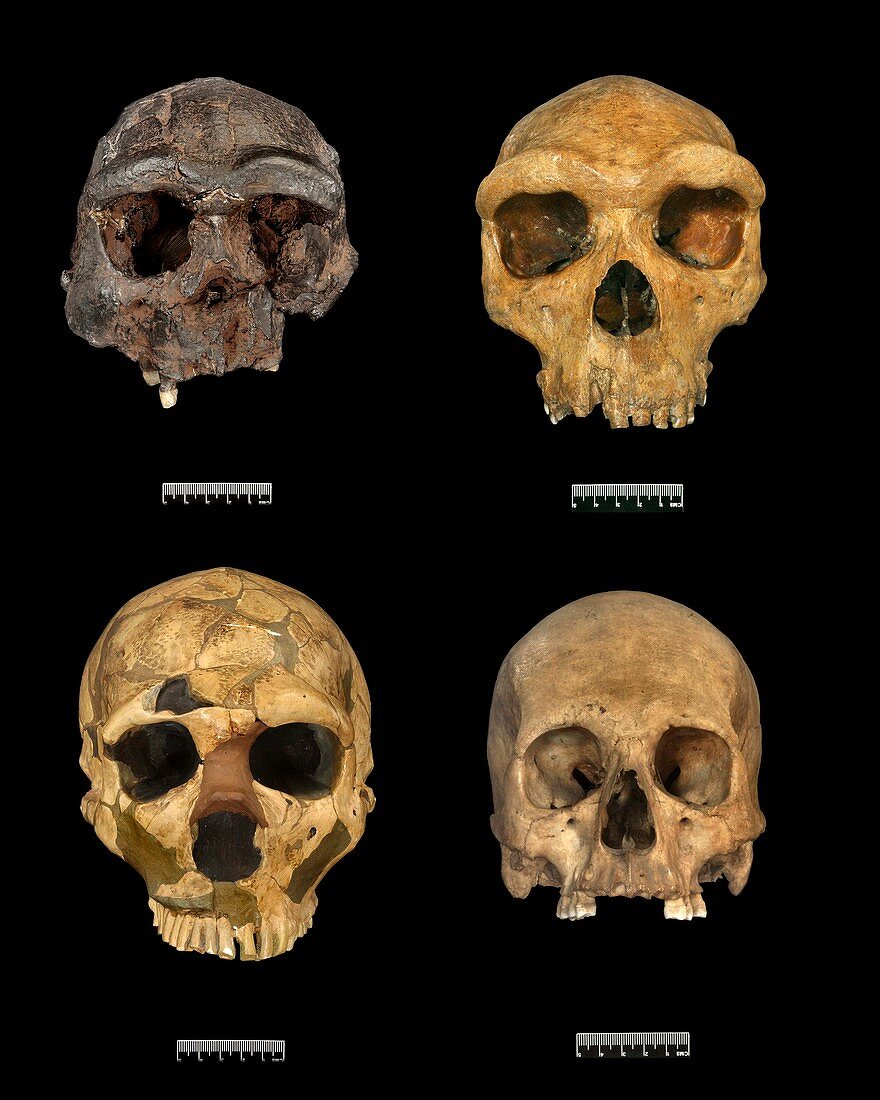 Homo skull specimens