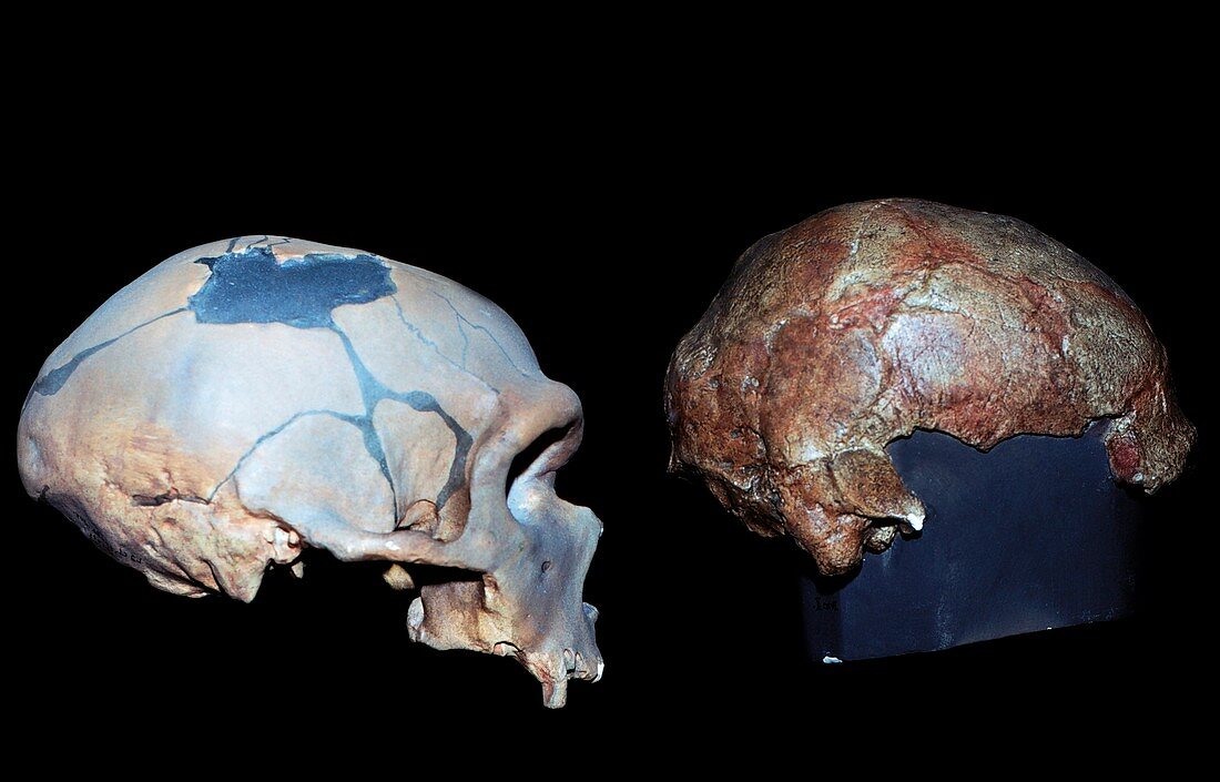 Neanderthal and Cro-Magnon skulls
