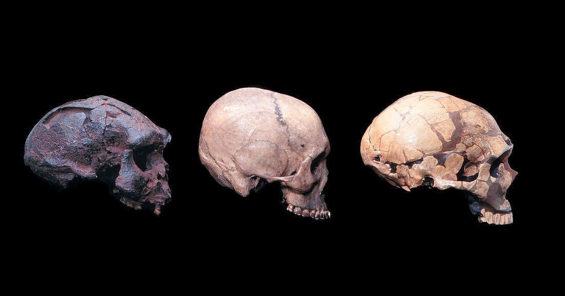 Homo skull specimens