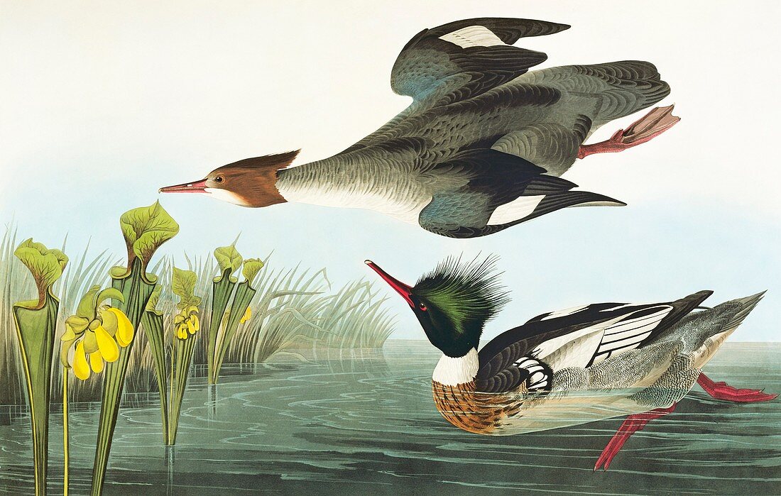 Red-breasted Merganser ducks,artwork