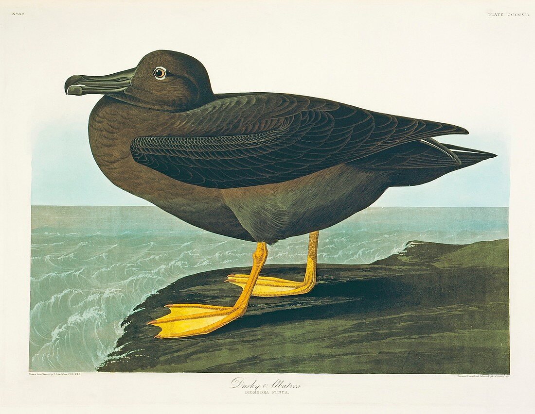 Light-mantled albatross,artwork