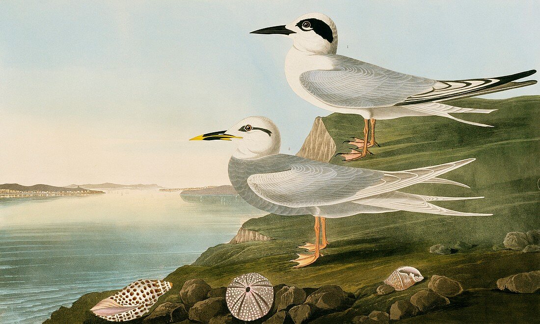 Foster's Tern & Trudeau's Tern,artwork